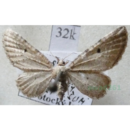 Eupithecia veratraria Herrich-Schäffer, 1848 Czech32k